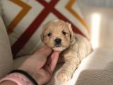 Orjinal Maltipoo Bebeklerim