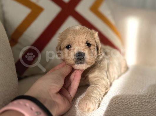 Orjinal Maltipoo Bebeklerim görsel