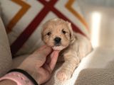 Orjinal Maltipoo Bebeklerim