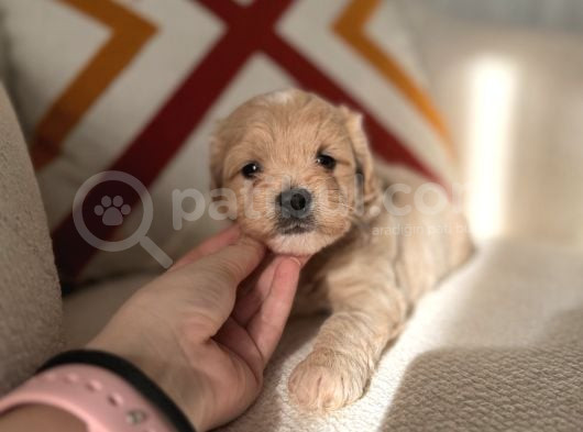 Orjinal Maltipoo Bebeklerim görsel