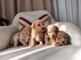 Maltipoo Bebeklerim