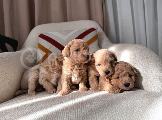 Maltipoo Bebeklerim görsel