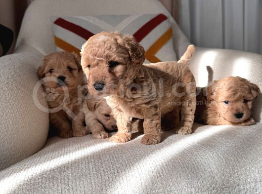 Maltipoo Bebeklerim görsel