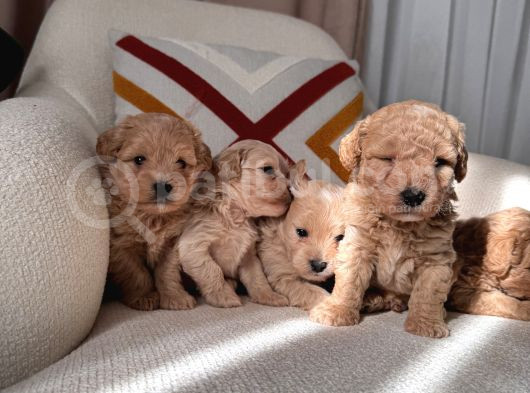 Maltipoo Bebeklerim görsel