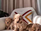 Maltipoo Bebeklerim