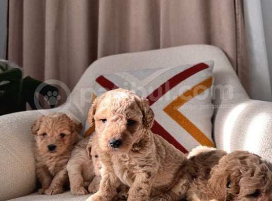 Maltipoo Bebeklerim görsel