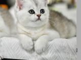 Muhteşem çizgileriyle Silver NS24 British Shorthair