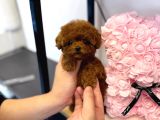 Kore Poodle 2 Ki̇loyu Geçmez