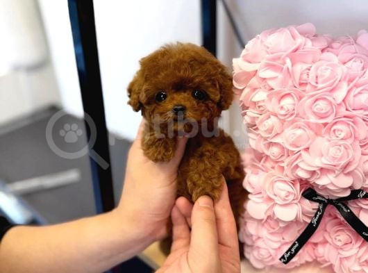 Kore Poodle 2 Ki̇loyu Geçmez görsel