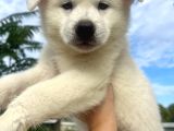 Beyaz Japon Akita Yavrularımız