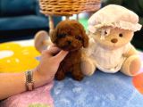Kore Poodle 2 Ki̇loyu Geçmez