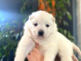 Kar Beyazi Samoyed