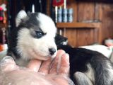 En İyi̇si̇ni̇ Arayana Husky Yavrularimiz