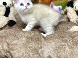 VONALPET GARANTİSİYLE MÜKEMMEL KALİTEDE bRİTİSH SHORTHAİR YAVRULARIMIZ