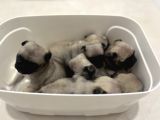 Gül kuyruk pug yavrular