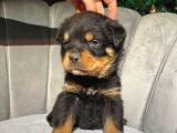 Safkan Rottweiler Erkek koca kafa yavrularımız