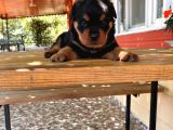 Rottweiler yavrular isteyene özel macar