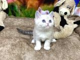 Vonalpet Garanti̇si̇yle Mükemmel Kali̇tede Bri̇ti̇sh Shorthai̇r Yavrularimiz