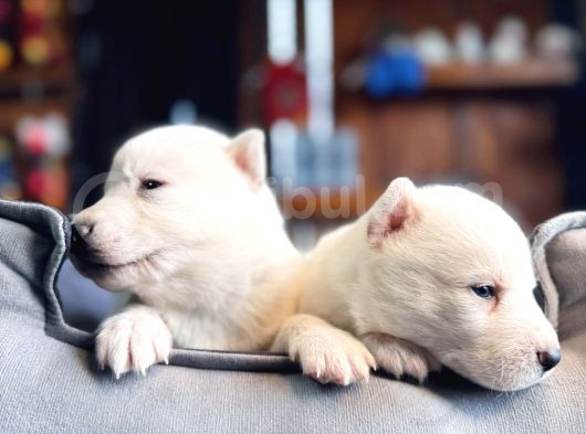 En İyi̇si̇ni̇ Arayana Husky Yavrularimiz görsel