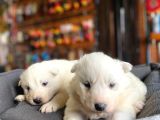 Kar Beyazi Samoyed