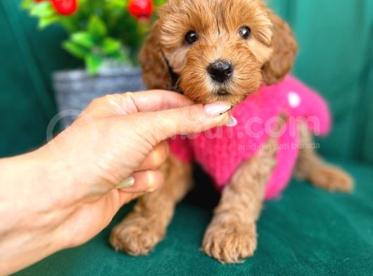 Malti̇po Irkinin En İyi̇si̇ görsel