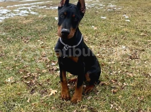 Heybetli̇ Esteti̇kli̇ Doberman Sağlik Ve Irk Garanti̇li̇ görsel