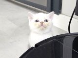 Aile Sıcaklığnda Büyüyen  Scottish Fold British Yvrlr