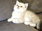 Aile Sıcaklığnda Büyüyen  Scottish Fold British Yvrlr