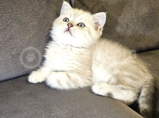Aile Sıcaklığnda Büyüyen  Scottish Fold British Yvrlr görsel
