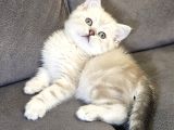 Aile Sıcaklığnda Büyüyen  Scottish Fold British Yvrlr