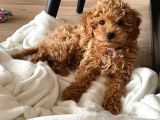 Sekerden Daha Tatli Toy Poodle Yavrularim