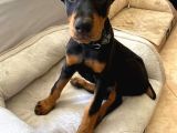 Esteti̇kli̇ Ölümün Haberci̇si̇ Doberman Yavrularim