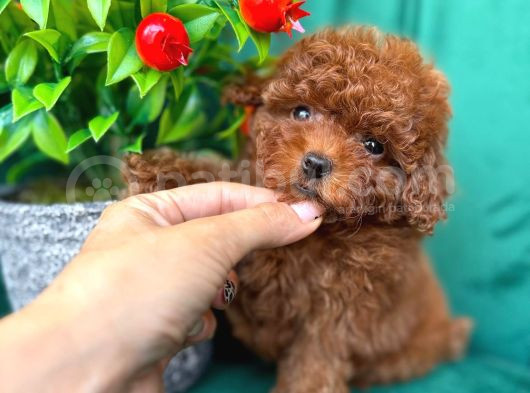TCAP VE TOY POODLE BEBEKLERİ
