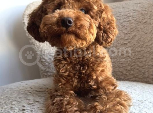 Sekerden Daha Tatli Toy Poodle Yavrularim görsel