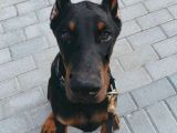 Esteti̇kli̇ Ölümün Haberci̇si̇ Doberman Yavrularim