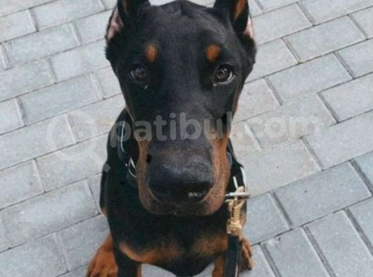 Esteti̇kli̇ Ölümün Haberci̇si̇ Doberman Yavrularim görsel