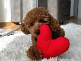 Sekerden Daha Tatli Toy Poodle Yavrularim