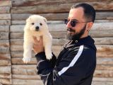 Tr 1 Adayı Ödüllü Babadan Ayı Yavrusu Samoyed