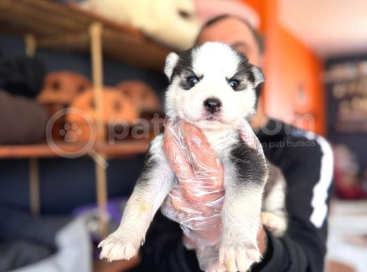 Masmavi Gözleriyle Husky Sibirya Kurdu Yavrularımız görsel