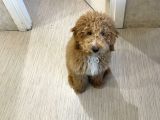 Poodle yavrumuz oyuncu ve çok tatlı