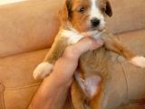 Ni̇rvana Malti̇poo Bebekler 