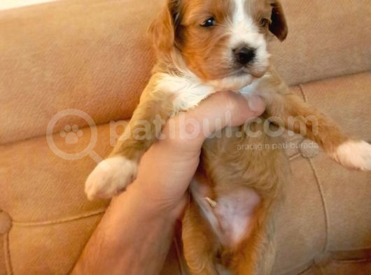 Ni̇rvana Malti̇poo Bebekler  görsel