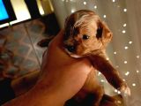 Ni̇rvana Malti̇poo Bebekler 