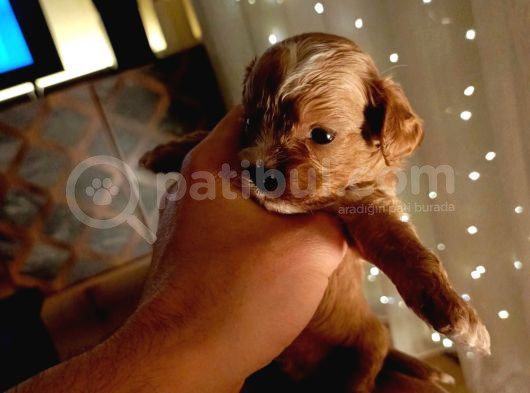Ni̇rvana Malti̇poo Bebekler  görsel