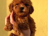 Tooy poodle cinsi yavrular Dişi erkek mevcuttur