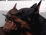 Esteti̇kli̇ Ölümün Haberci̇si̇ Doberman Yavrularim