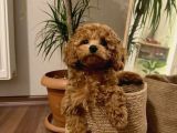 Sekerden Daha Tatli Toy Poodle Yavrularim