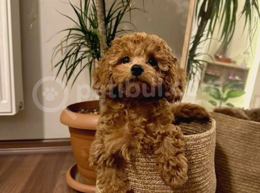 Sekerden Daha Tatli Toy Poodle Yavrularim görsel