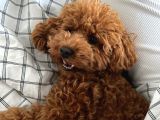 Sekerden Daha Tatli Toy Poodle Yavrularim