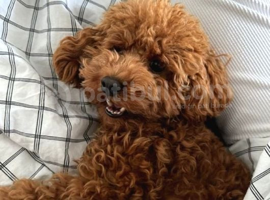 Sekerden Daha Tatli Toy Poodle Yavrularim görsel
